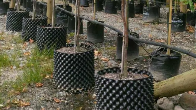 Plastik Kök Kuru Erik Saksı Yapma Makinesi